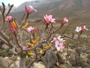 Trandafir de Socotra
