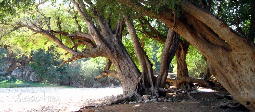 Arbori de tamaie Socotra